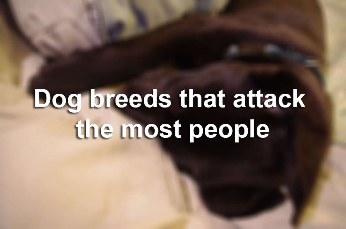 what dog causes the most deaths