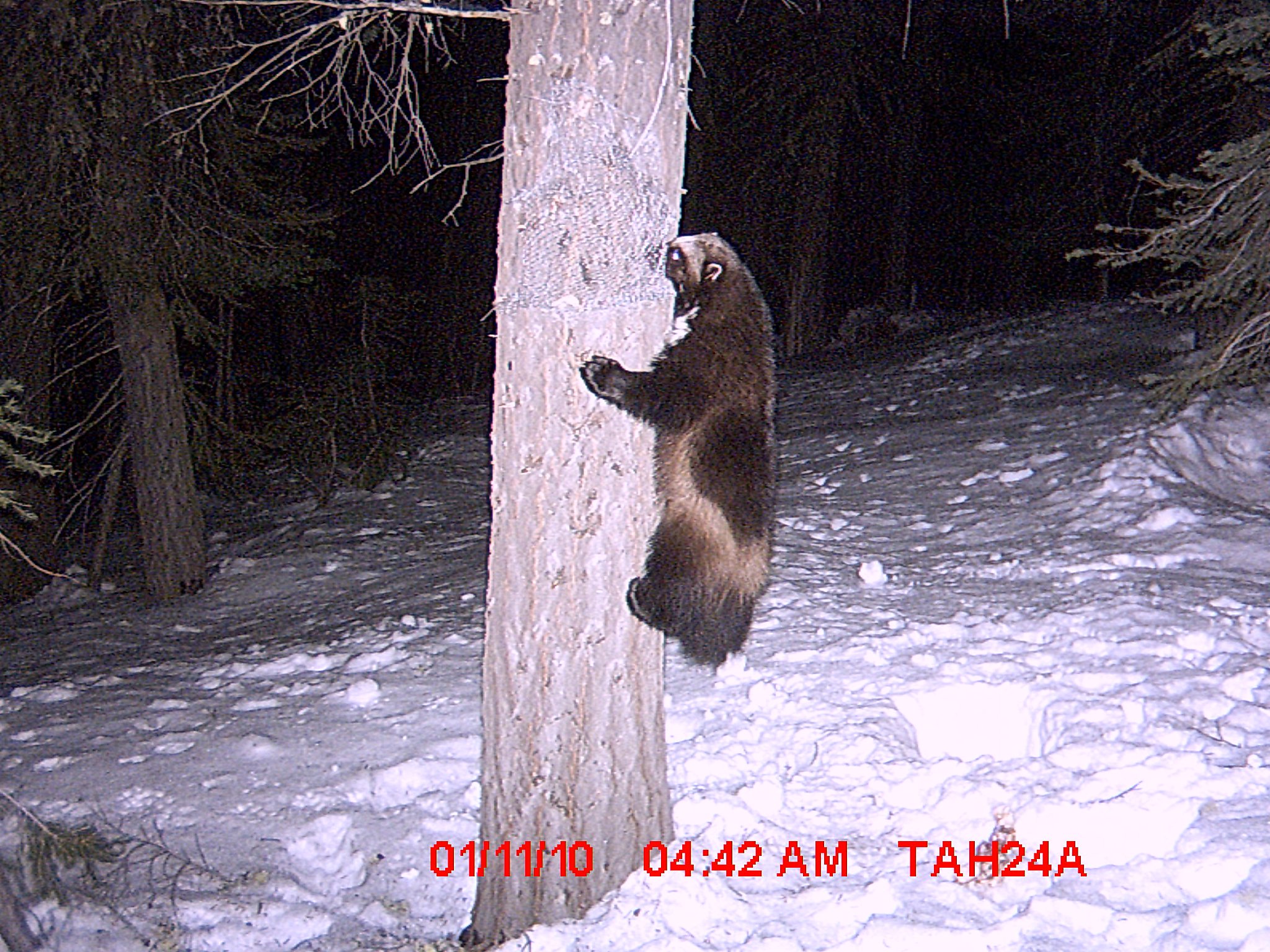 3 Years Ago The First Wolverine In 94 Years Was Seen In California Where Has He Gone