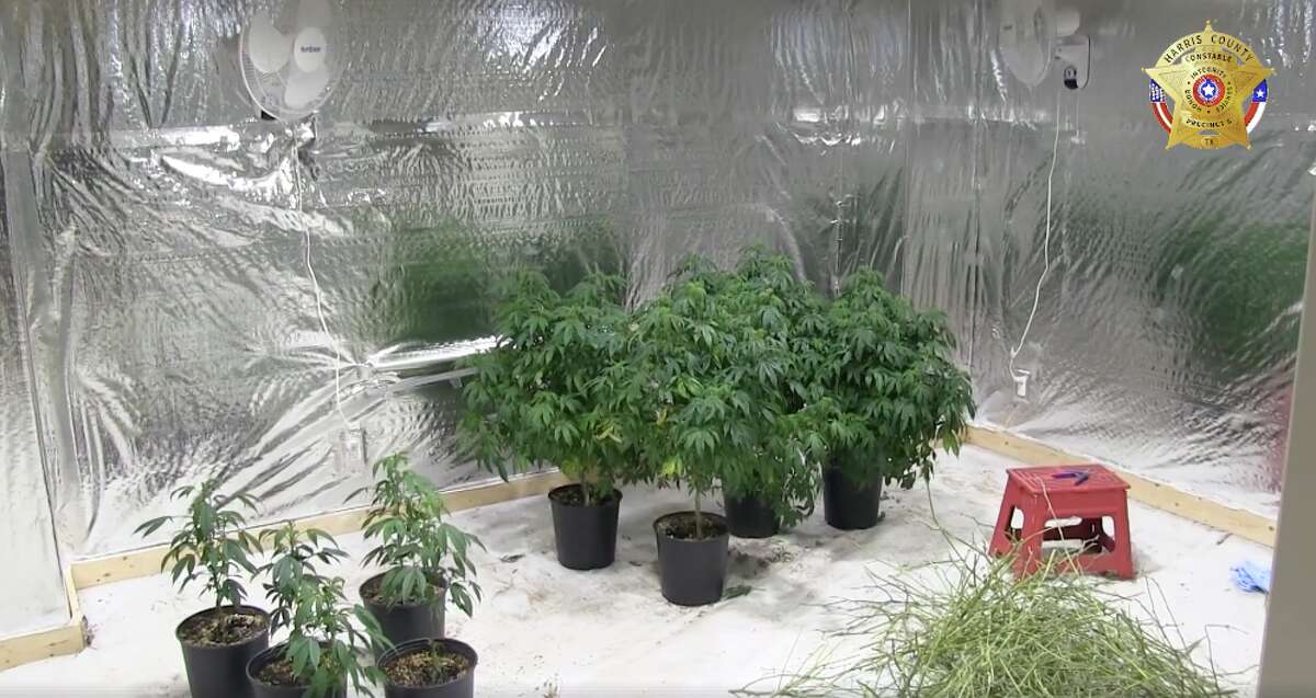 Deputies seized $300,000 worth of marijuana plants from a Cypress home Thursday night.