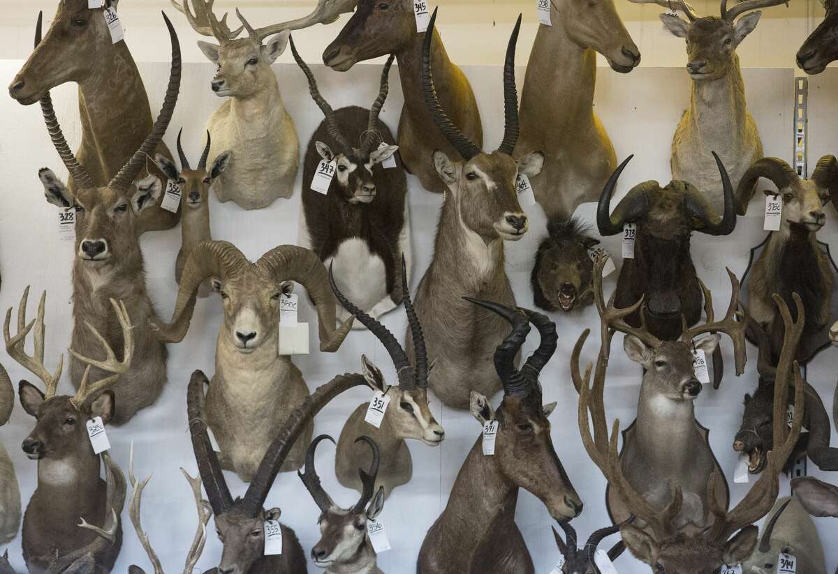Giant taxidermy auction coming to Houston this weekend features nearly