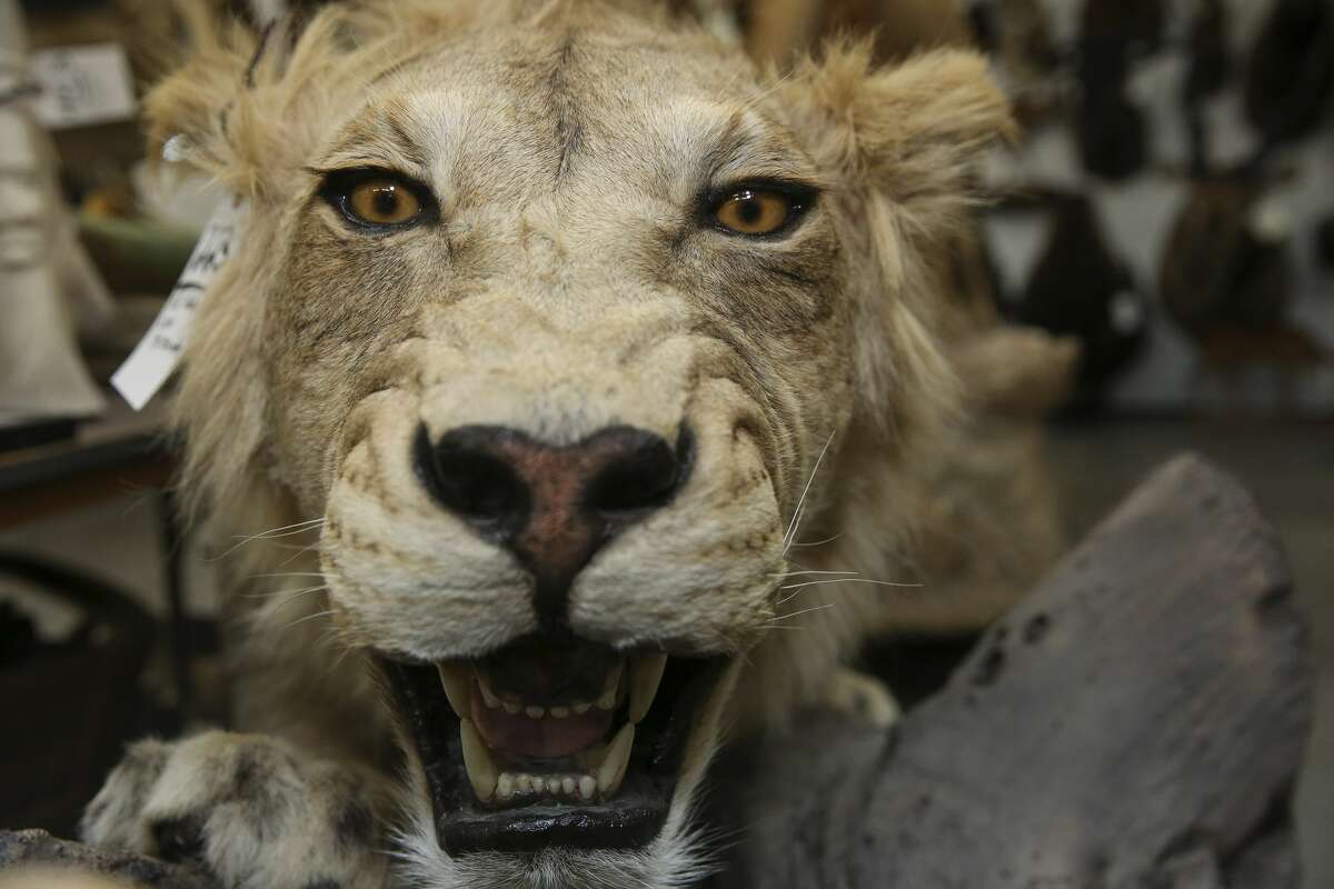 Giant taxidermy auction coming to Houston this weekend features nearly