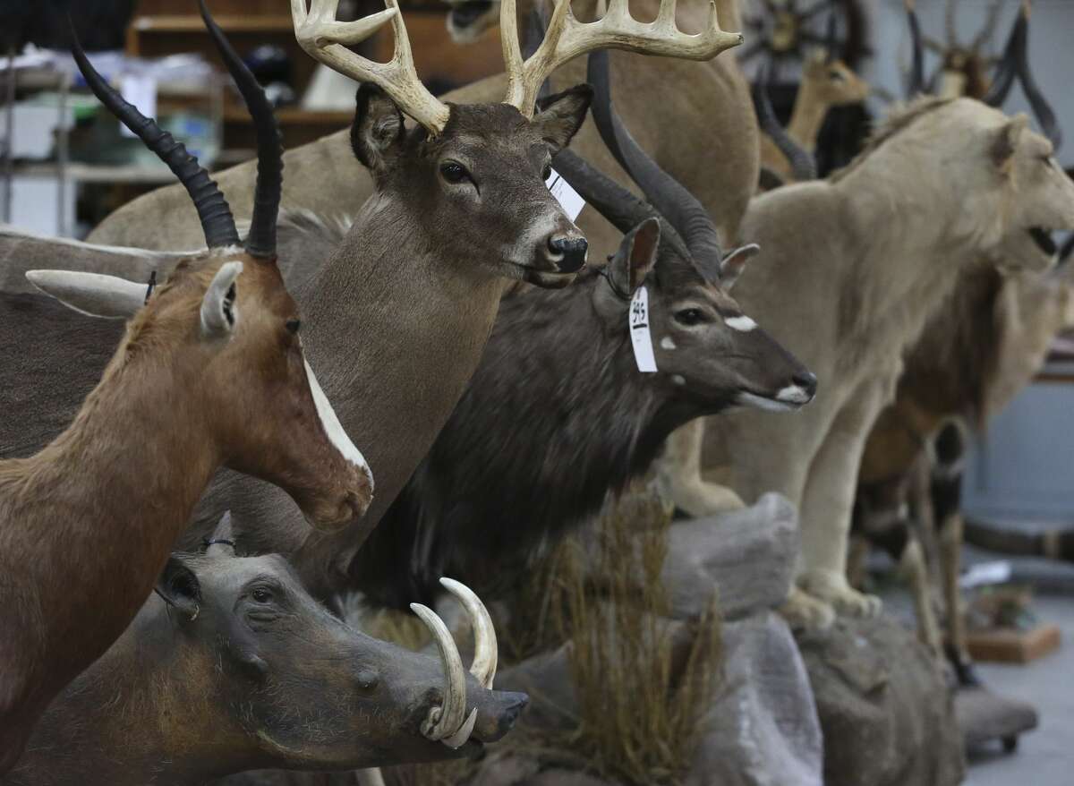 Giant taxidermy auction coming to Houston this weekend features nearly