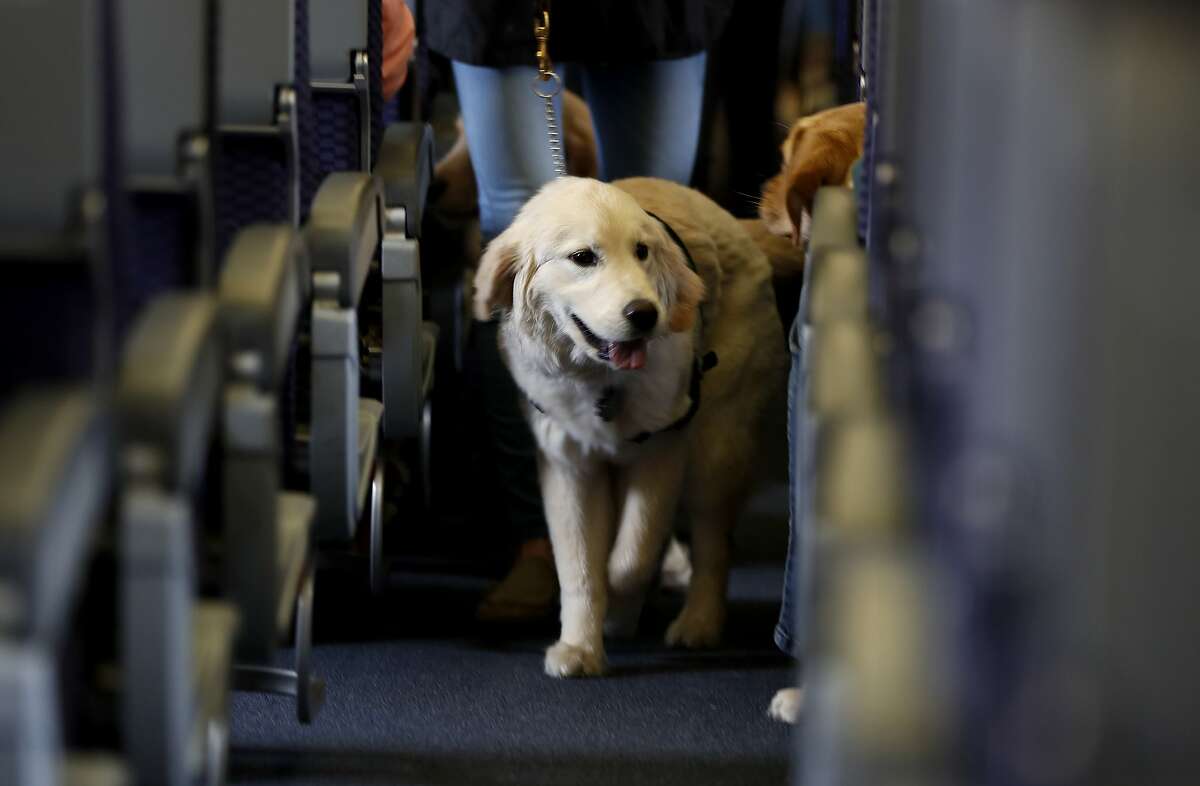  In this April 1, 2017 file photo, a service dog strolls through the isle inside a United Airlines plane at Newark Liberty International Airport while taking part in a training exercise, in Newark, N.J. Delta Air Lines says for safety reasons it will require owners of service and support animals to provide more information before their animal can fly in the passenger cabin, including an assurance that it's trained to behave itself. (AP Photo/Julio Cortez, File)