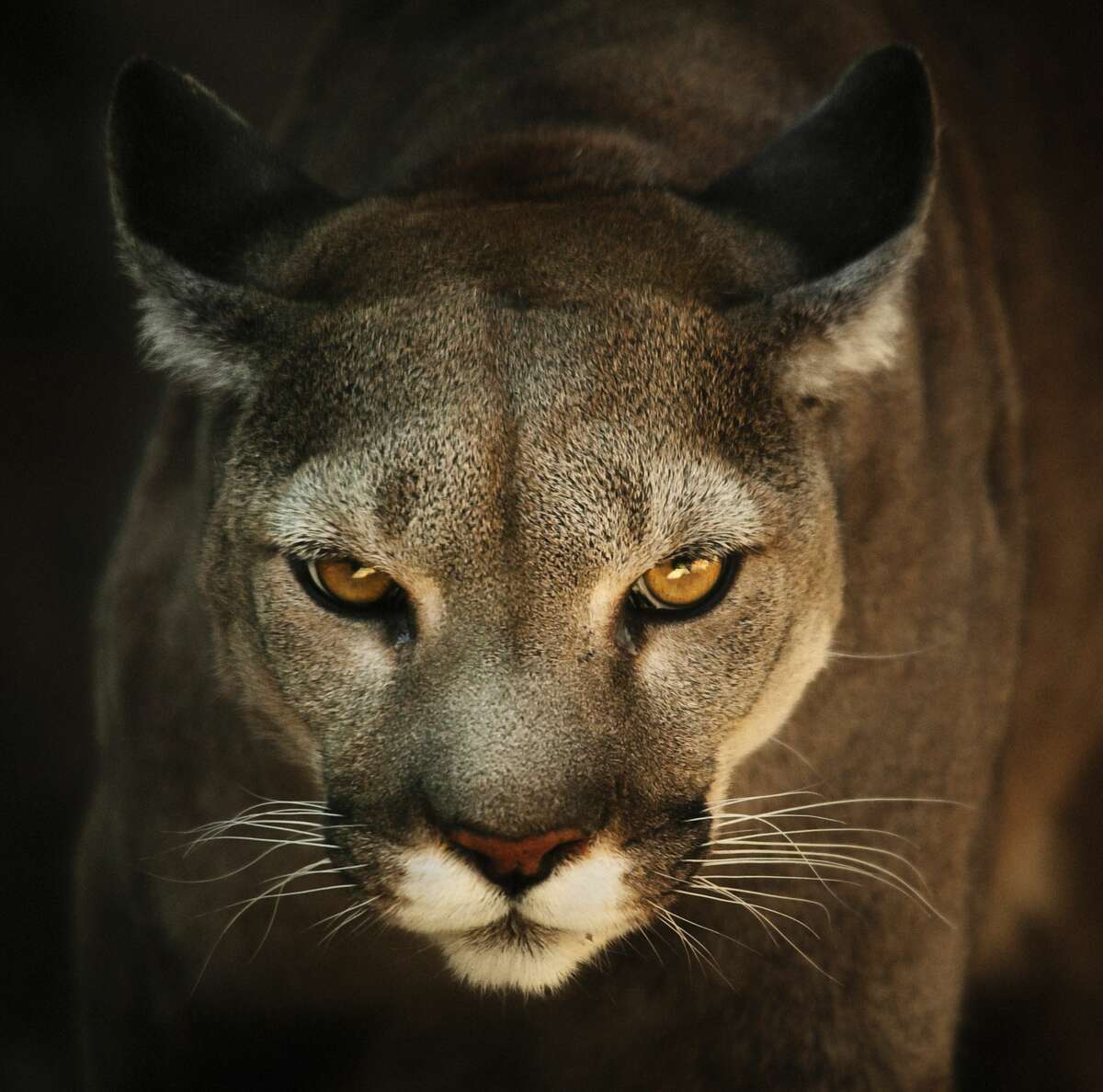 Despite being surrounded by mountains — with mountain lions in them — if you call them this, we know you're an outsider. In Washington we call these big cats cougars.