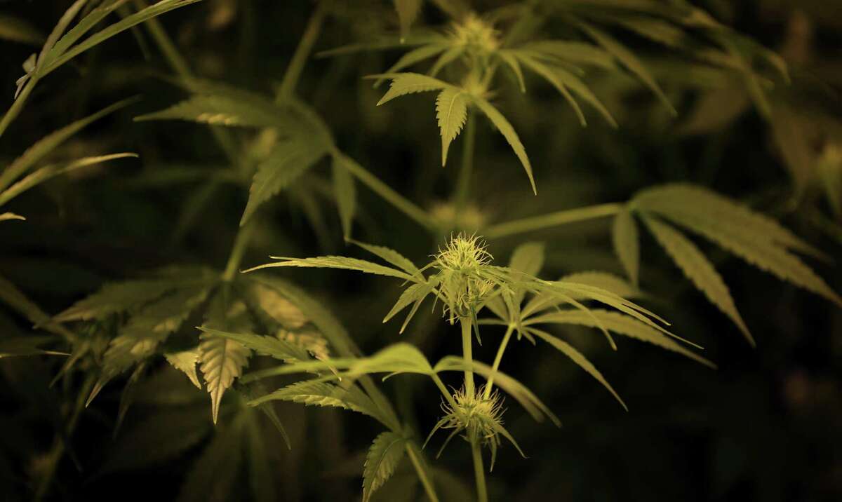 Compassionate Cultivation harvests its first marijuana plants Friday in Austin. It is one of three companies in Texas licensed to make cannabidoil for medicinal purposes.