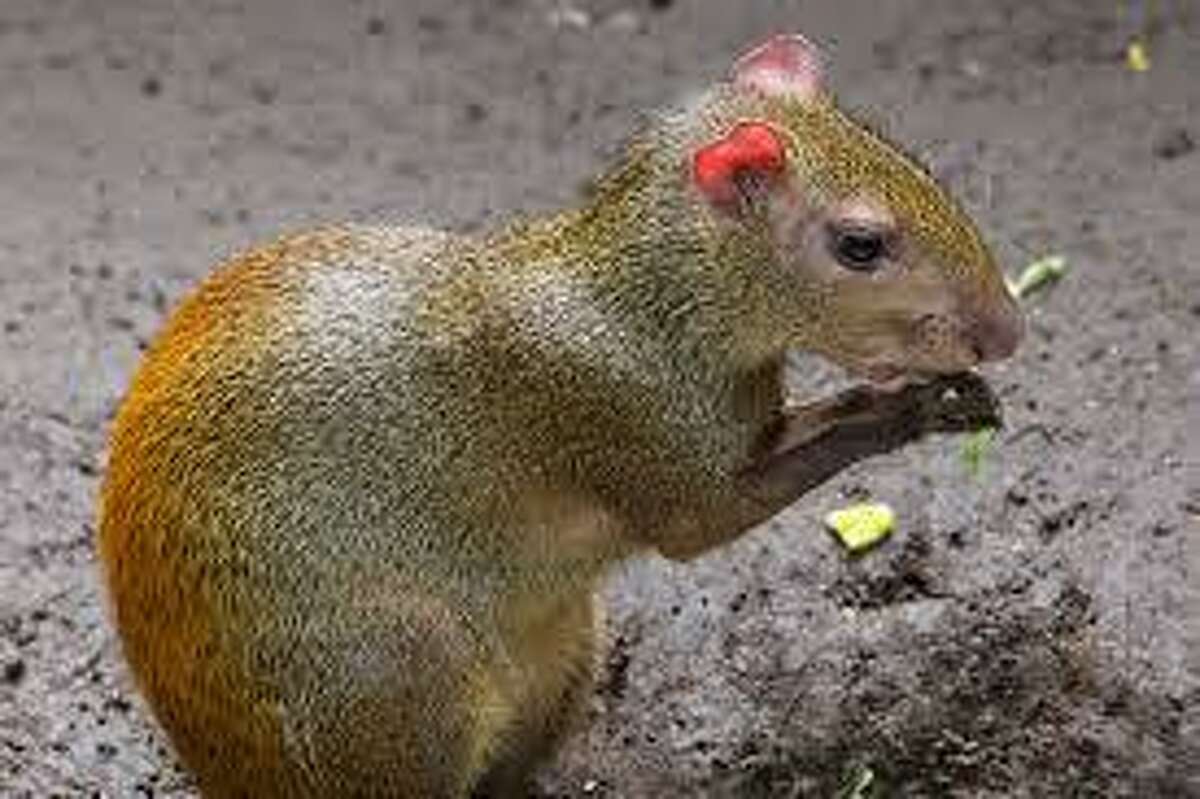 The red-rumped agouti (Courtesy of the Connecticut's Beardsley Zoo web page)