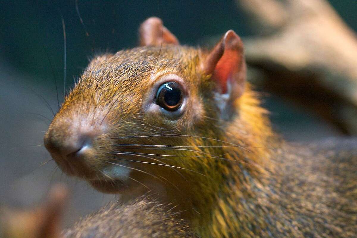 red rumped agouti size