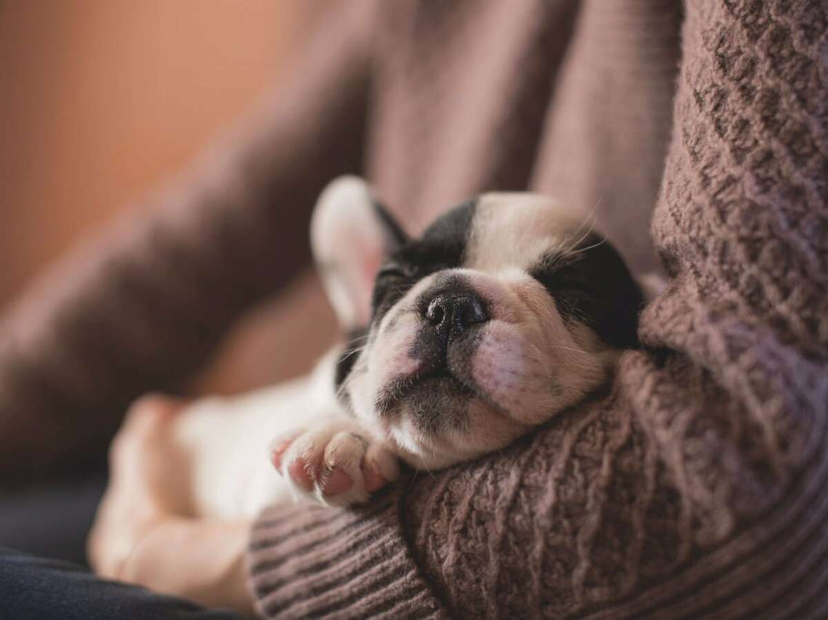 kibbles and bits recall 2018