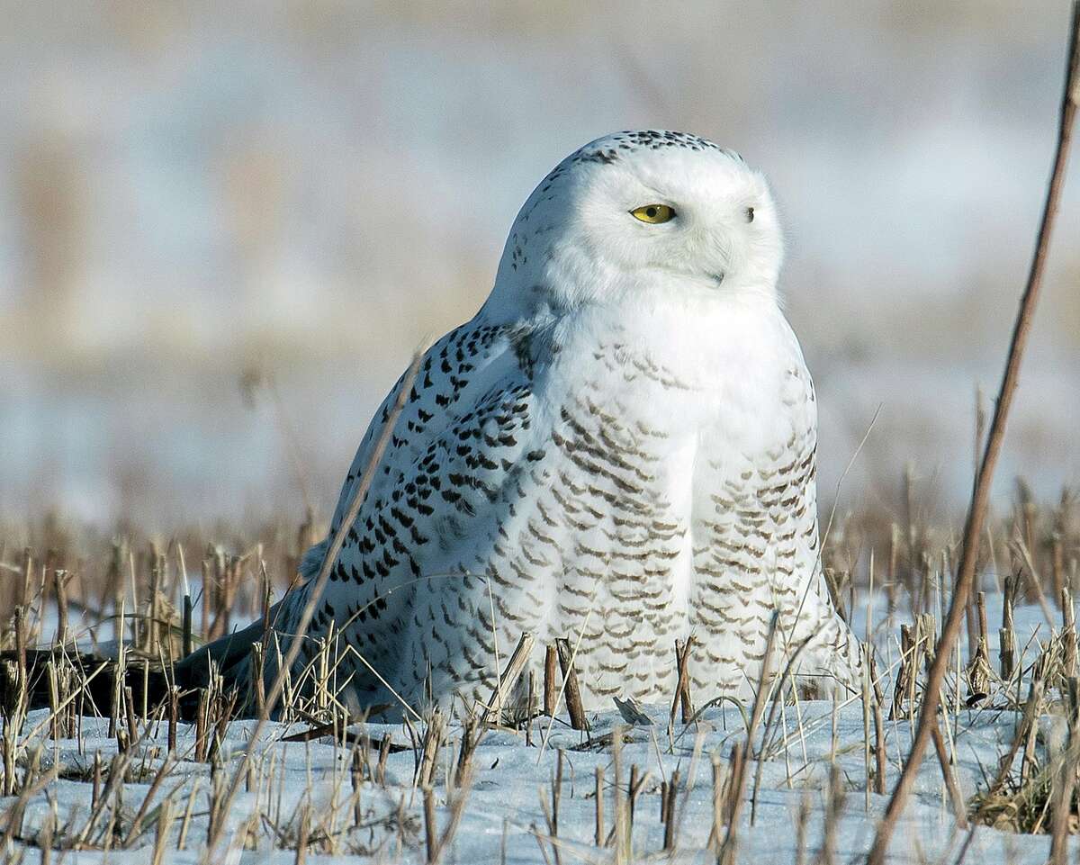 Some owl fans in Washington County need to step back