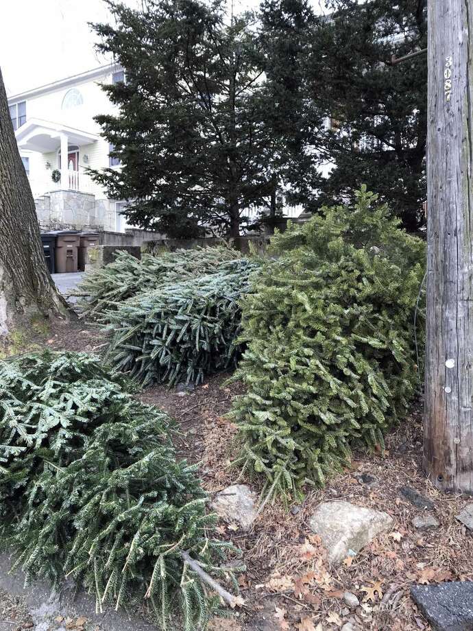 Christmas Tree Season Underway NewsTimes