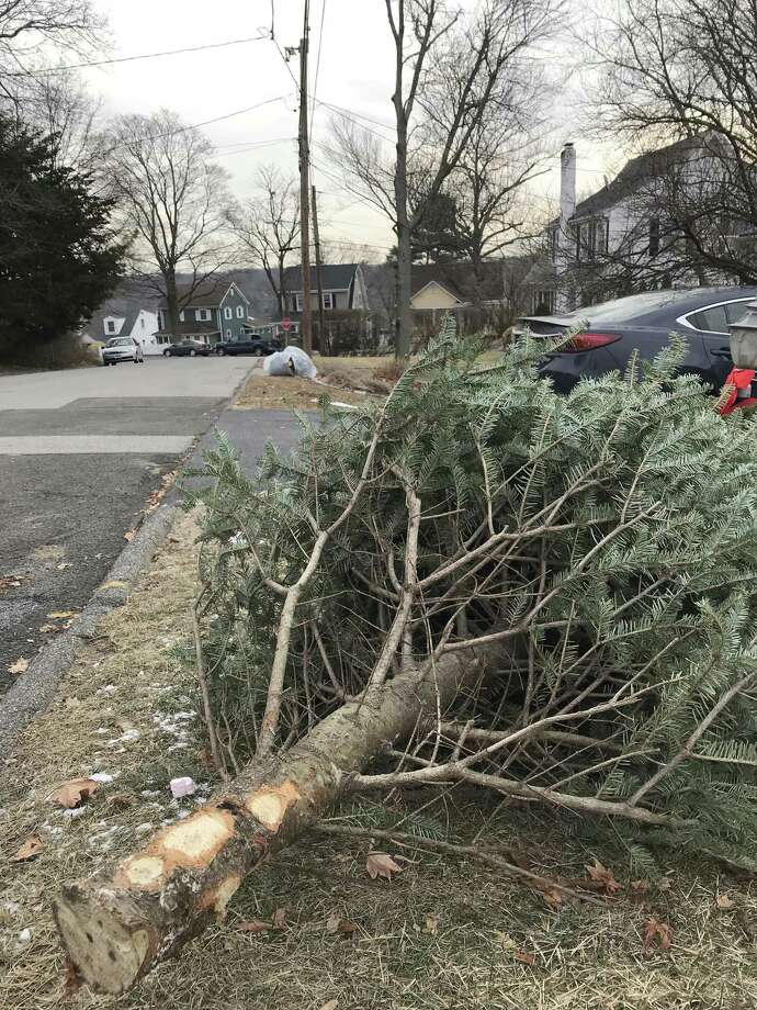 Christmas Tree Season Underway NewsTimes