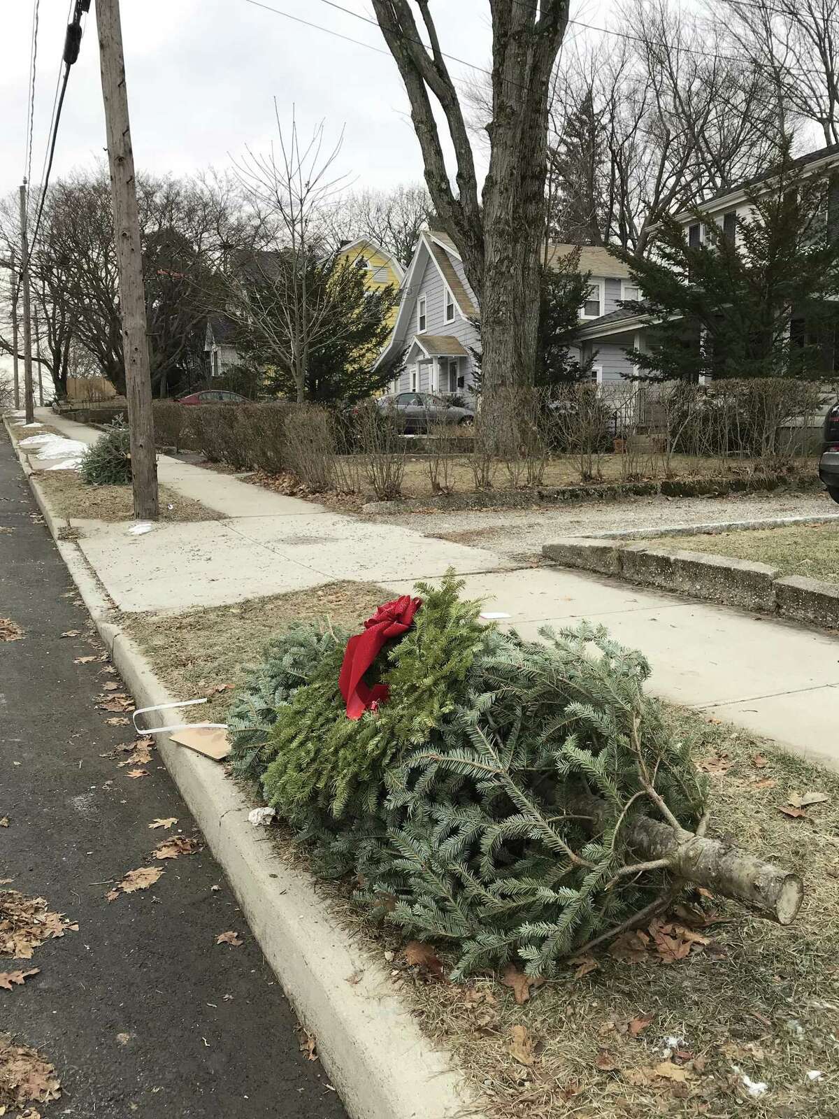 Christmas trees languish waiting for pickup in Stamford