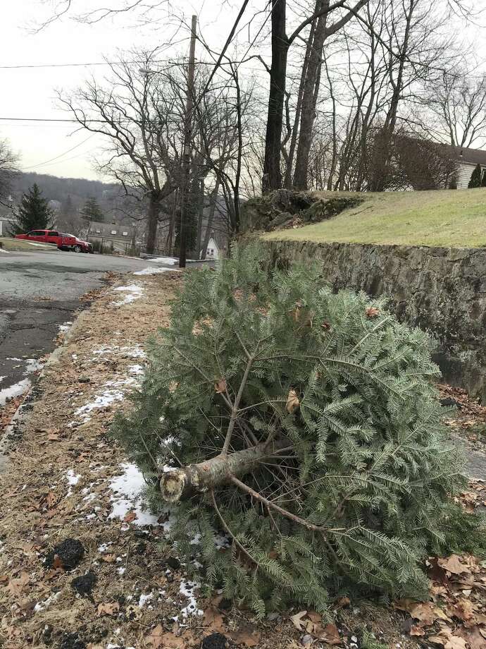 Christmas Tree Season Underway NewsTimes
