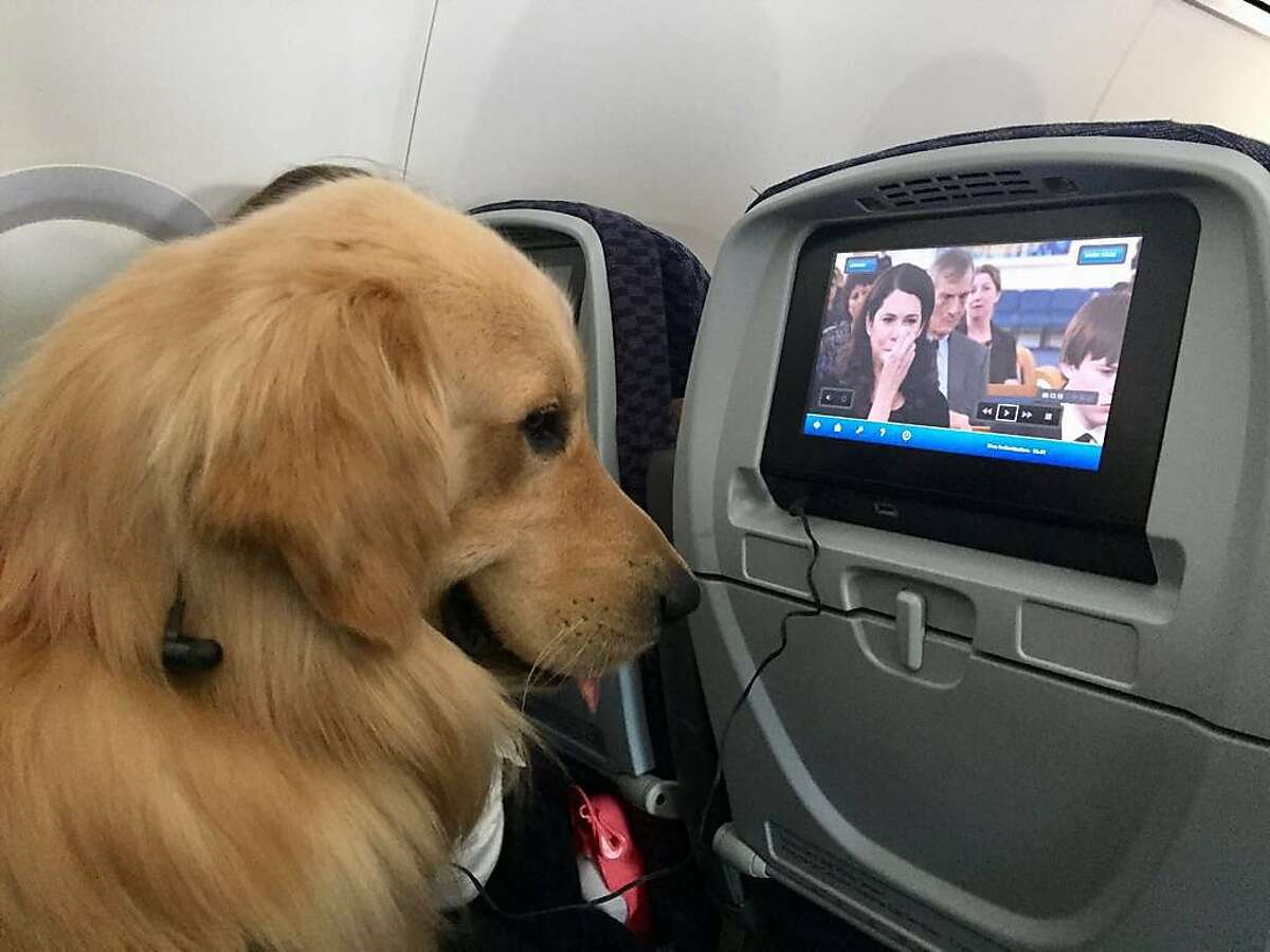 Lastword Pets on planes need more rules