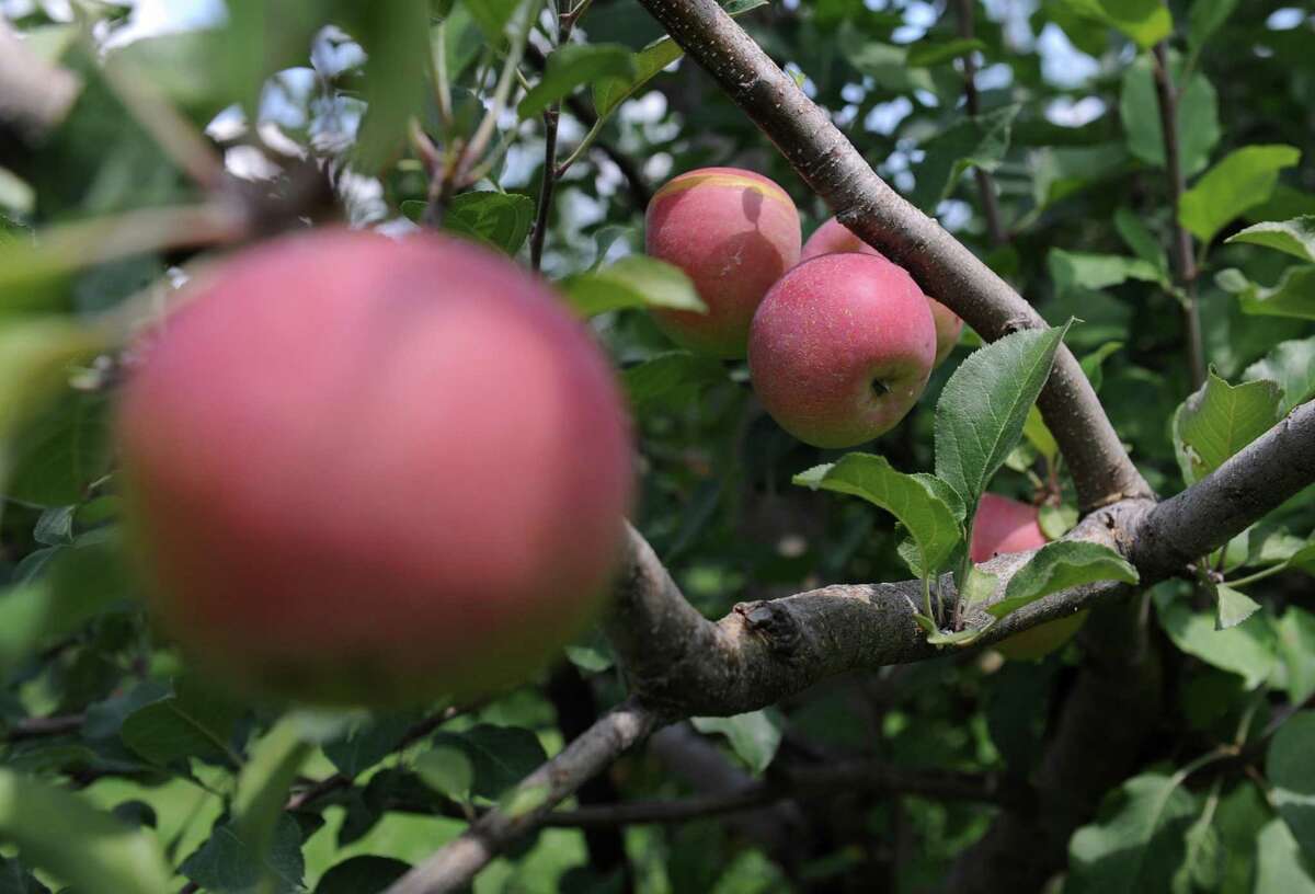 Apple trees and other fruit trees need a certain amount of winter cold weather in order to bloom in the spring.