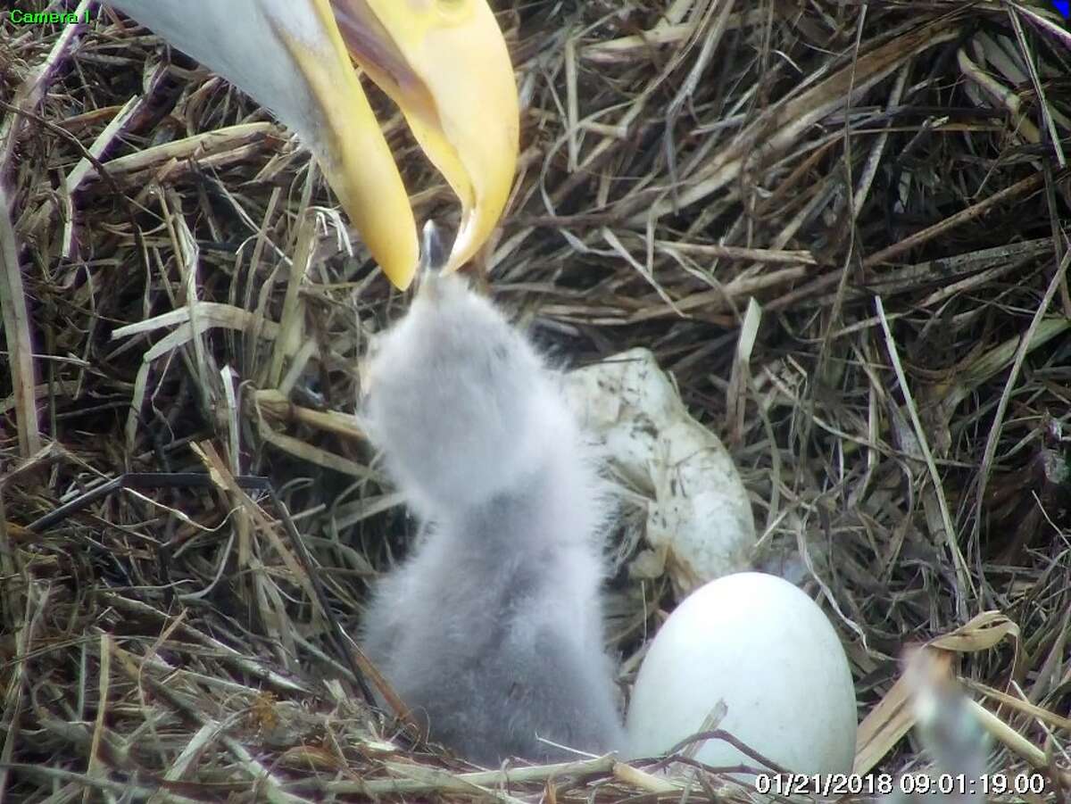 WATCH Bald eagles feed babies in ster's wellknown nest