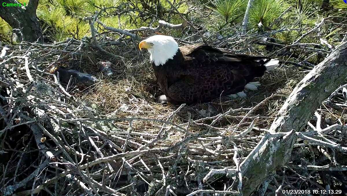 WATCH Bald eagles feed babies in ster's wellknown nest