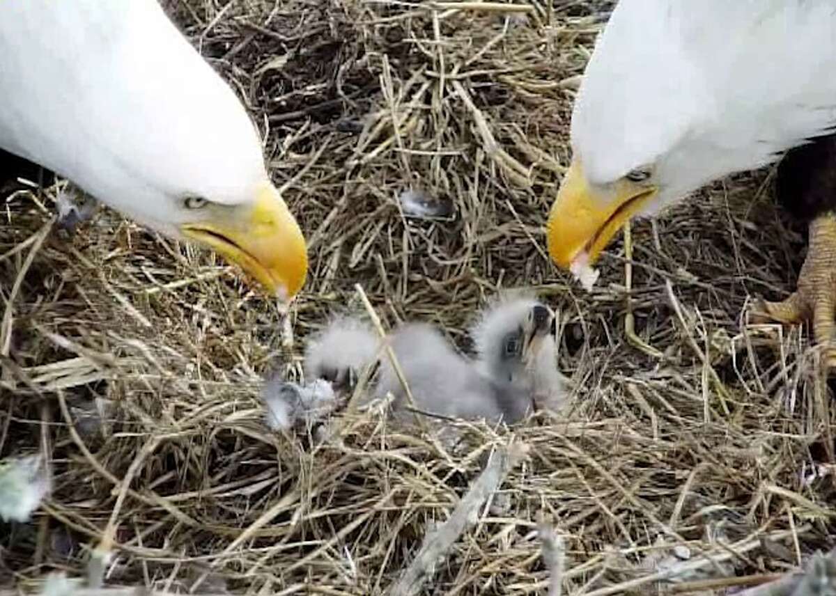 WATCH Bald eagles feed babies in ster's wellknown nest