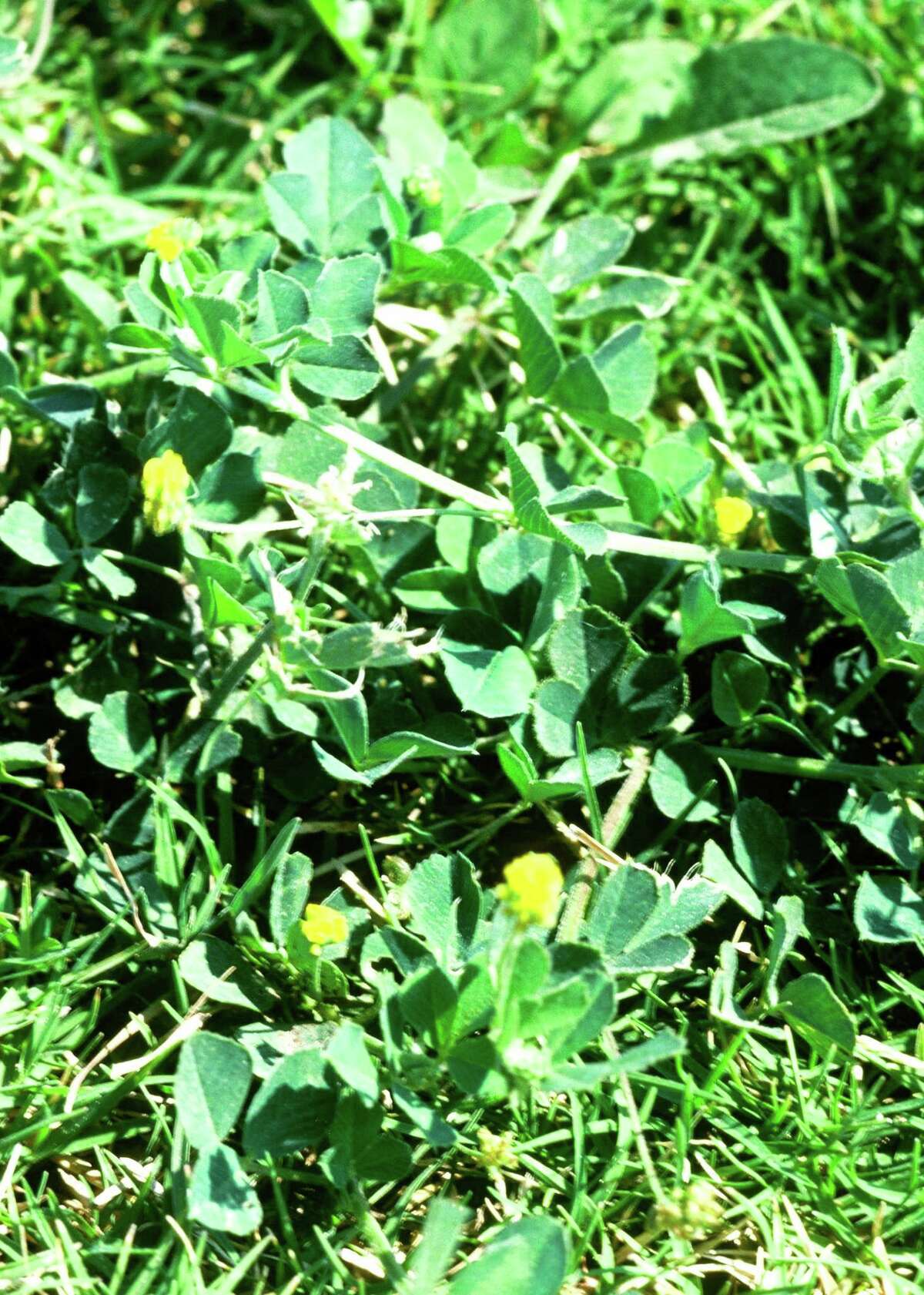 Clover is fairly easily eliminated with the 2,4-D spray.