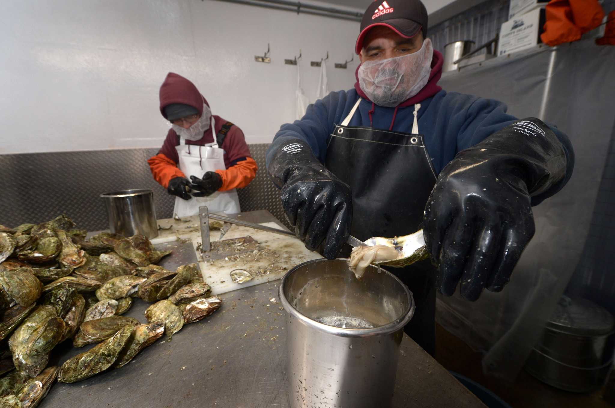 Shucking returns to Copps Island Oysters in Norwalk