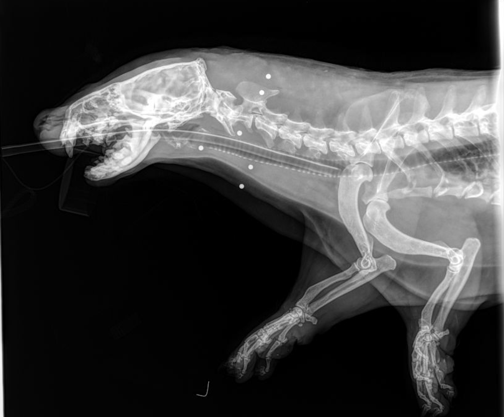East Bay animal hospital sees 'disturbing' spike in animals being shot
