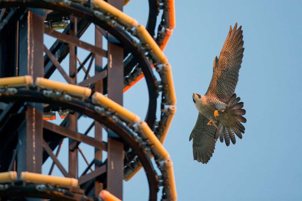 Peregrine landing on the Drury Plaza Hotel tower