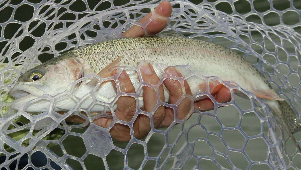 Texas' annual winter stocking of more than 300,000 rainbow trout into 150 public waters, most of them urban park ponds, kicks into high gear this month. The put-and-take fishery is hugely popular with the state's anglers.
