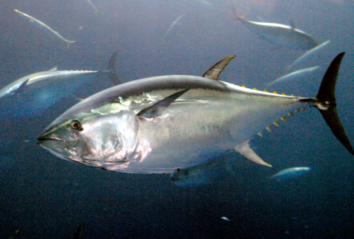 Large Pacific bluefin tuna not seen in California waters for decades have reappeared, to the excitement of fishing enthusiasts and scientists, according to a recent Reuter's report.