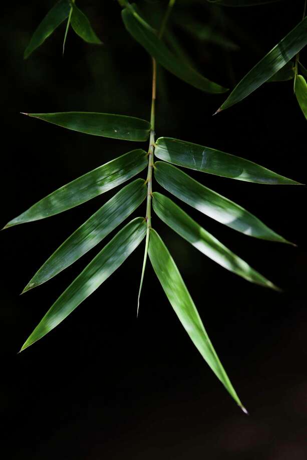 Fastgrowing bamboo creates Zen in the garden Houston Chronicle