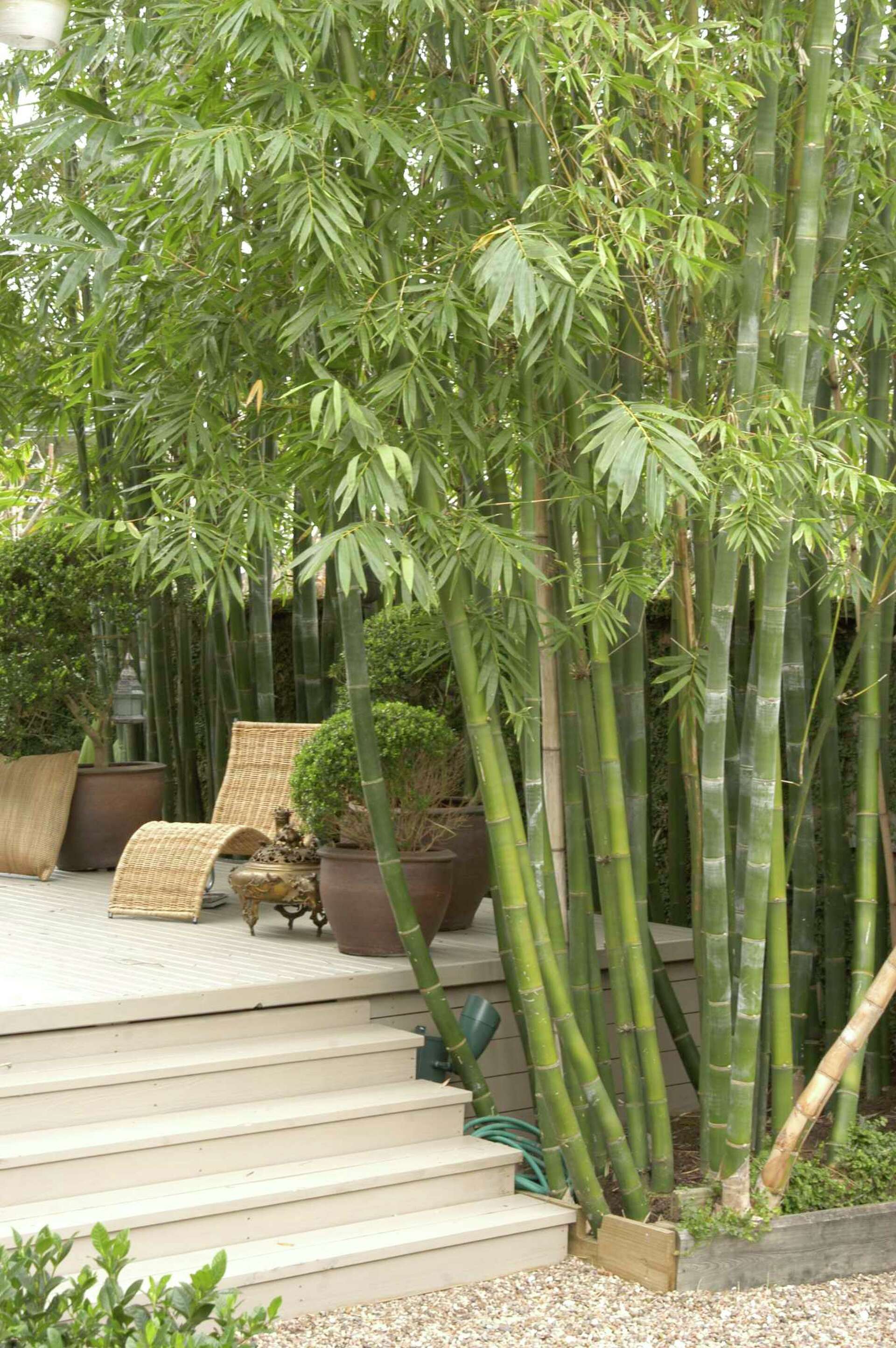 Fast-growing bamboo creates Zen in the garden