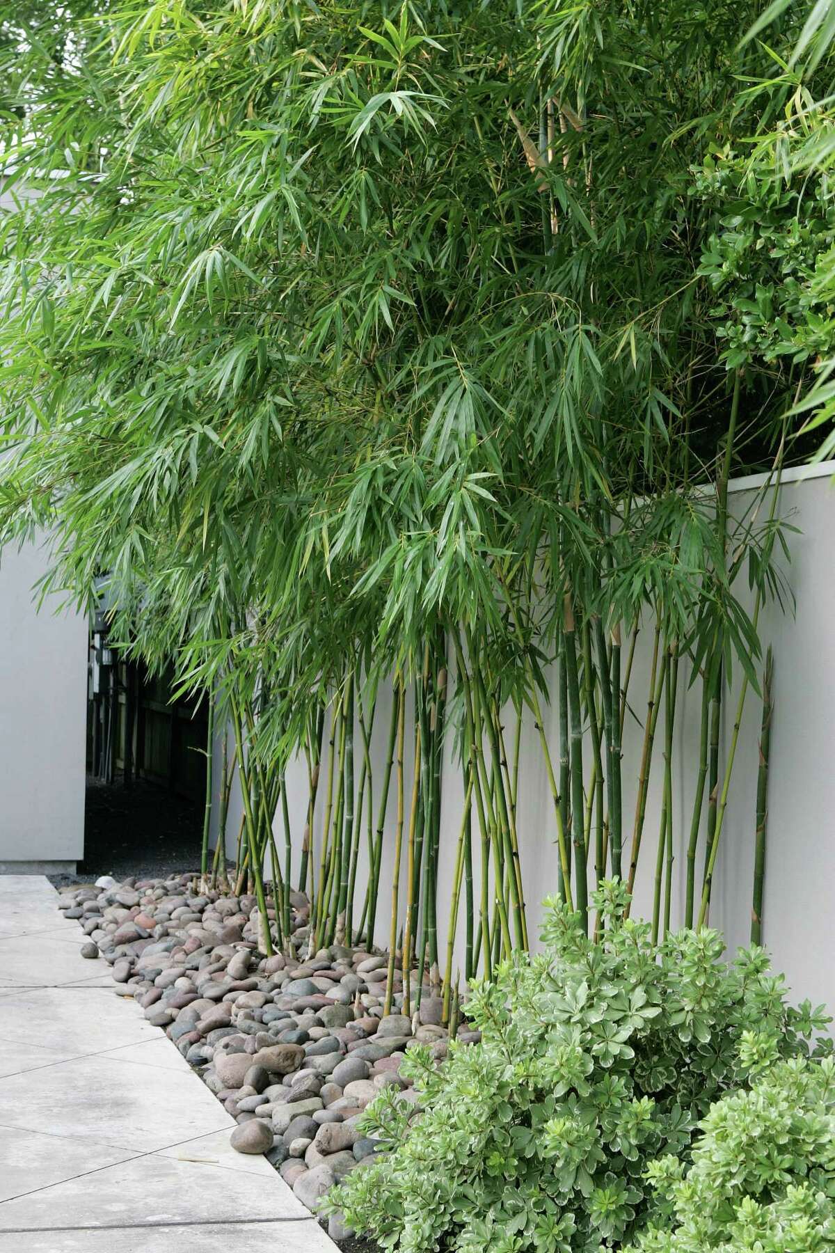 Fast-growing bamboo creates Zen in the garden