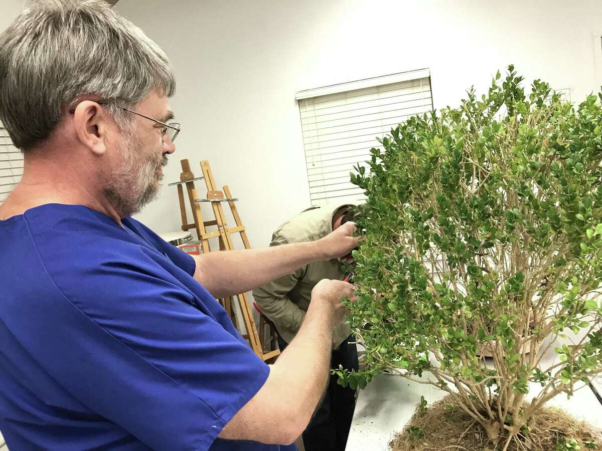 Growing tiny trees with the San Antonio Bonsai Society