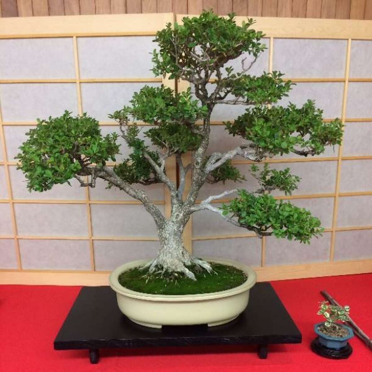 The San Antonio Bonsai Society has cultivated the ancient Japanese art of miniature trees for nearly 45 years, showcasing all sorts of tiny trees in shallow pots, such as this boxwood bonsai.