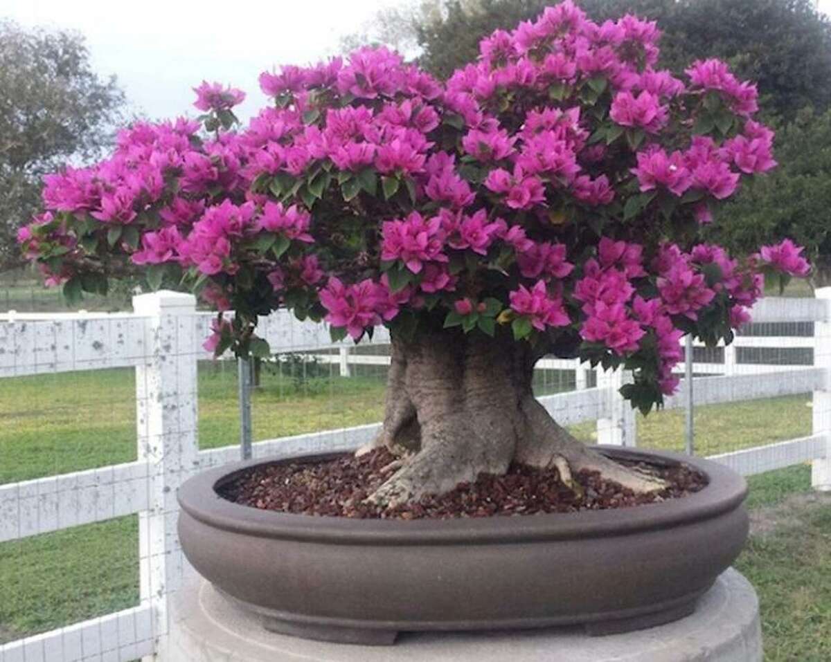 Growing tiny trees with the San Antonio Bonsai Society