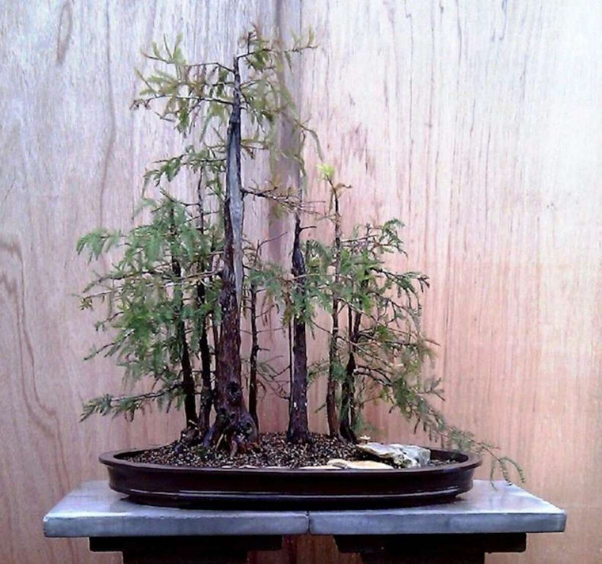 Growing tiny trees with the San Antonio Bonsai Society
