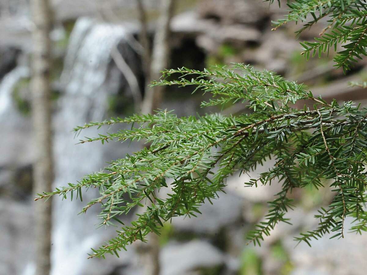 Hemlocks throughout the Northeast have been devastated for decades by the hemlock woolly adelgid an invasive, tiny insect that feeds on its sap. The early January cold snap seems to have killed off about 90 percent of the population in the state, scientists say.