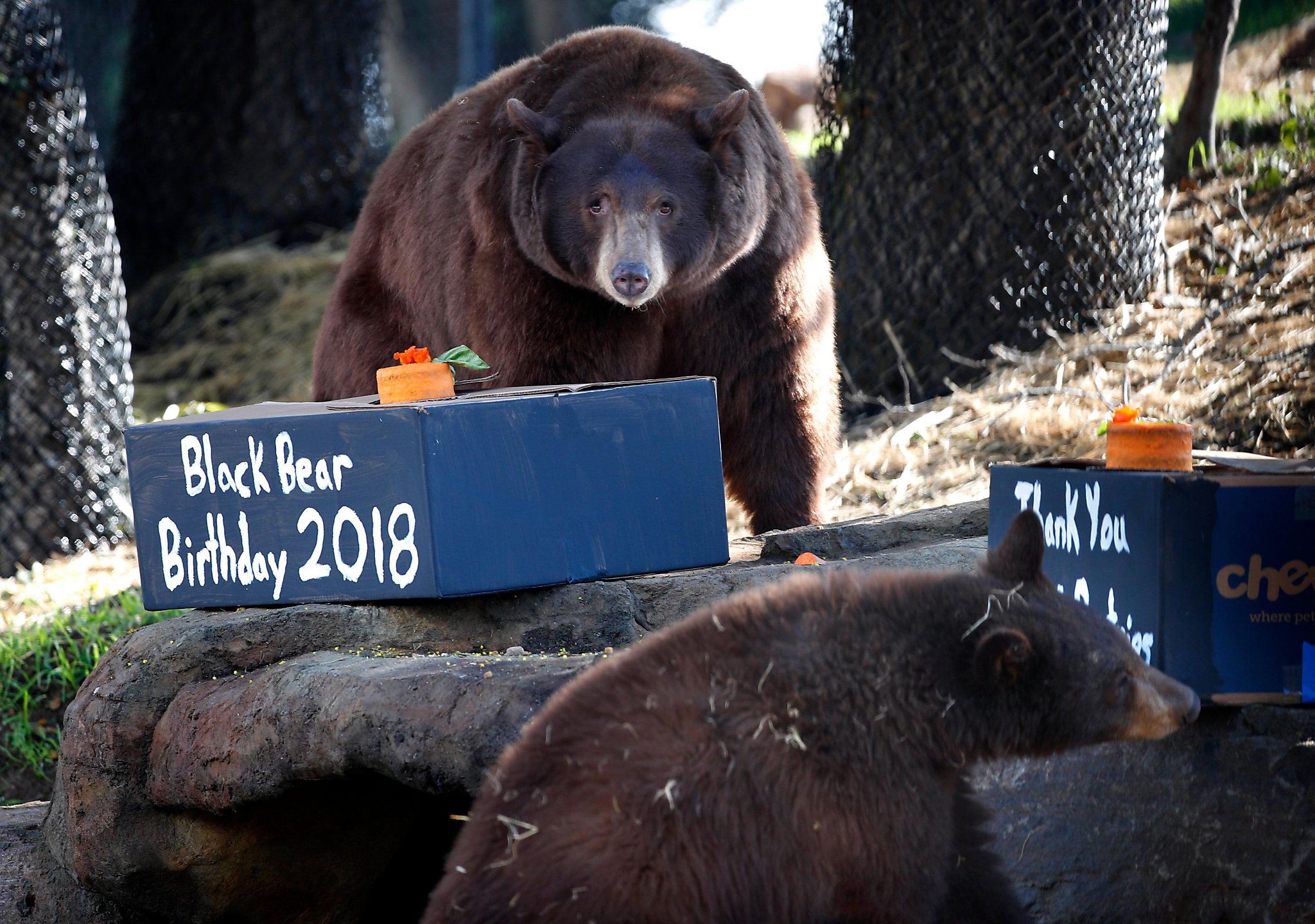 Rescued from 'fate worse than death', Canberra sun bear celebrates 18th  birthday | Riotact
