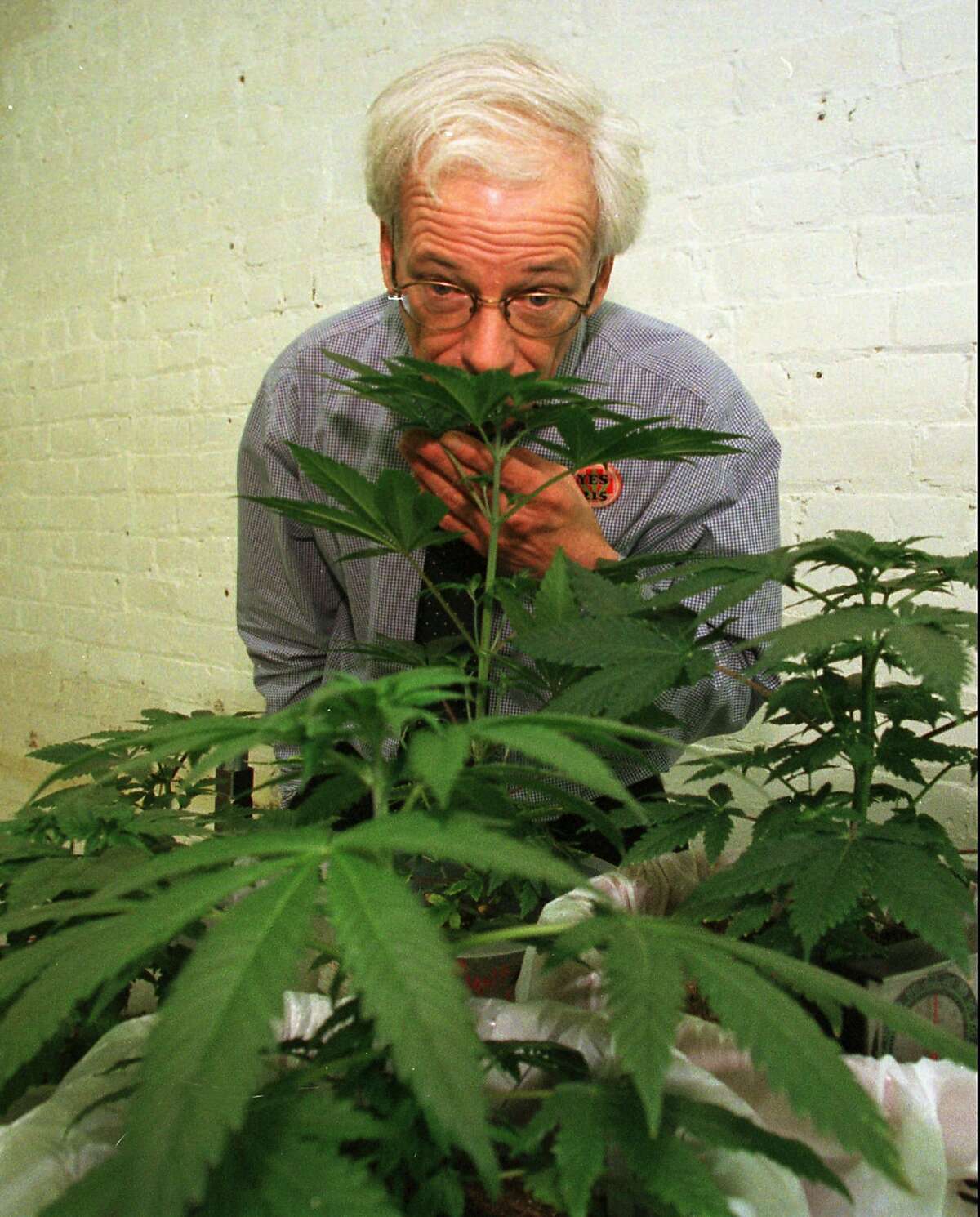 FILE--Dennis Peron, founder of the Cannabis Cultivators Club, sniffs a marijuana plant in his club's growing room in San Francisco, on Jan. 1, 1997. The combative leader of San Francisco's largest medical marijuana club is set to challenge Attorney General Dan Lungren for governor in the Republican primary. (AP Photo/Eric Risberg)