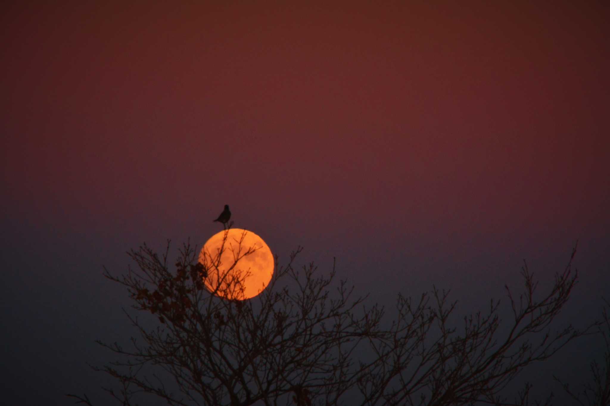 Supermoon, blood moon, blue moon the phenomena that make up Wednesday