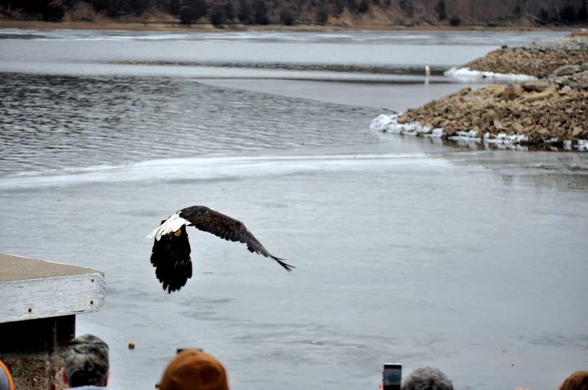 Martha, a bald eagle, took to the skies, Jan. 21 after months of rehabilitation for injuries she received in a fight. Martha was released at Lake Lou Yaeger in Litchfield as dozens of onlookers rooted her on. The hope is that Martha will reunite with George, the bald eagle who has been her nesting partner.