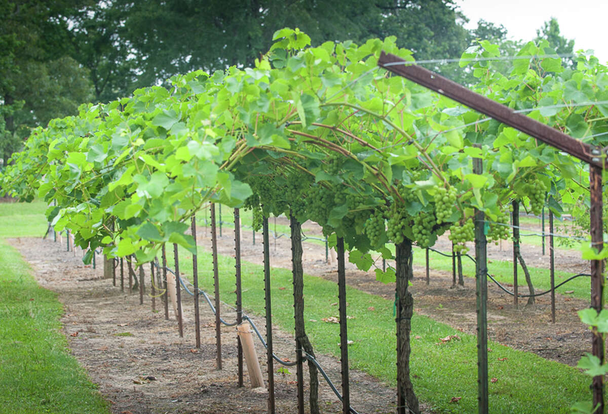 In five months, the vines will look like these beautifully cared vines in the Wild Stallion vineyards on West Rayford Road near The Woodlands.