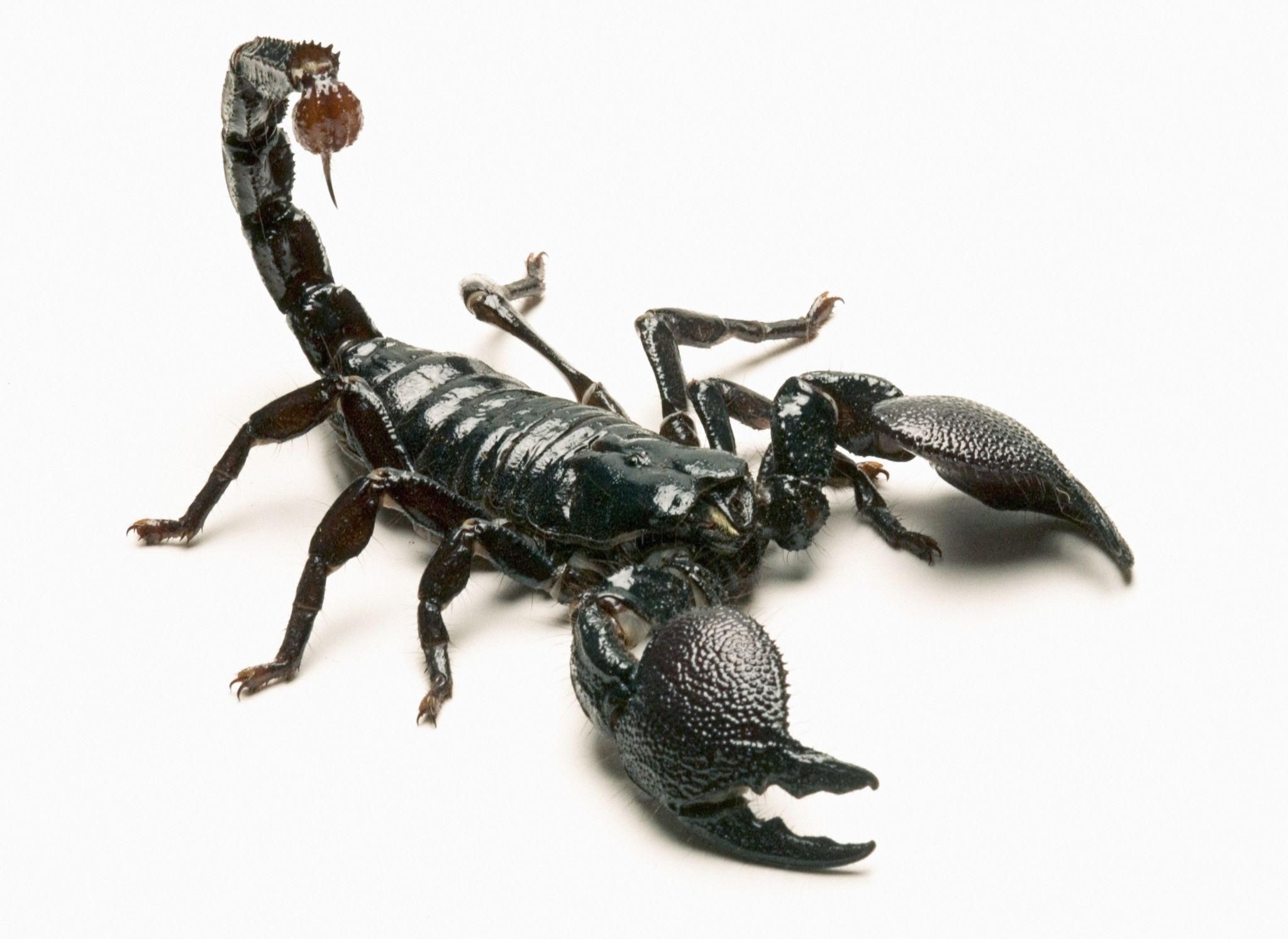Bay Area woman orders hats on Amazon, receives black-market Cuban scorpion venom ...2048 x 1494