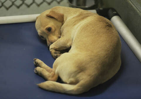 bridgeport animal shelter