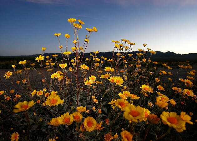 Will we see a desert 'super bloom' this year?