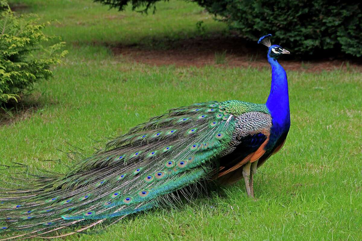 United changes emotional support animal policy after peacock incident United changes emotional support animal policy after peacock incident