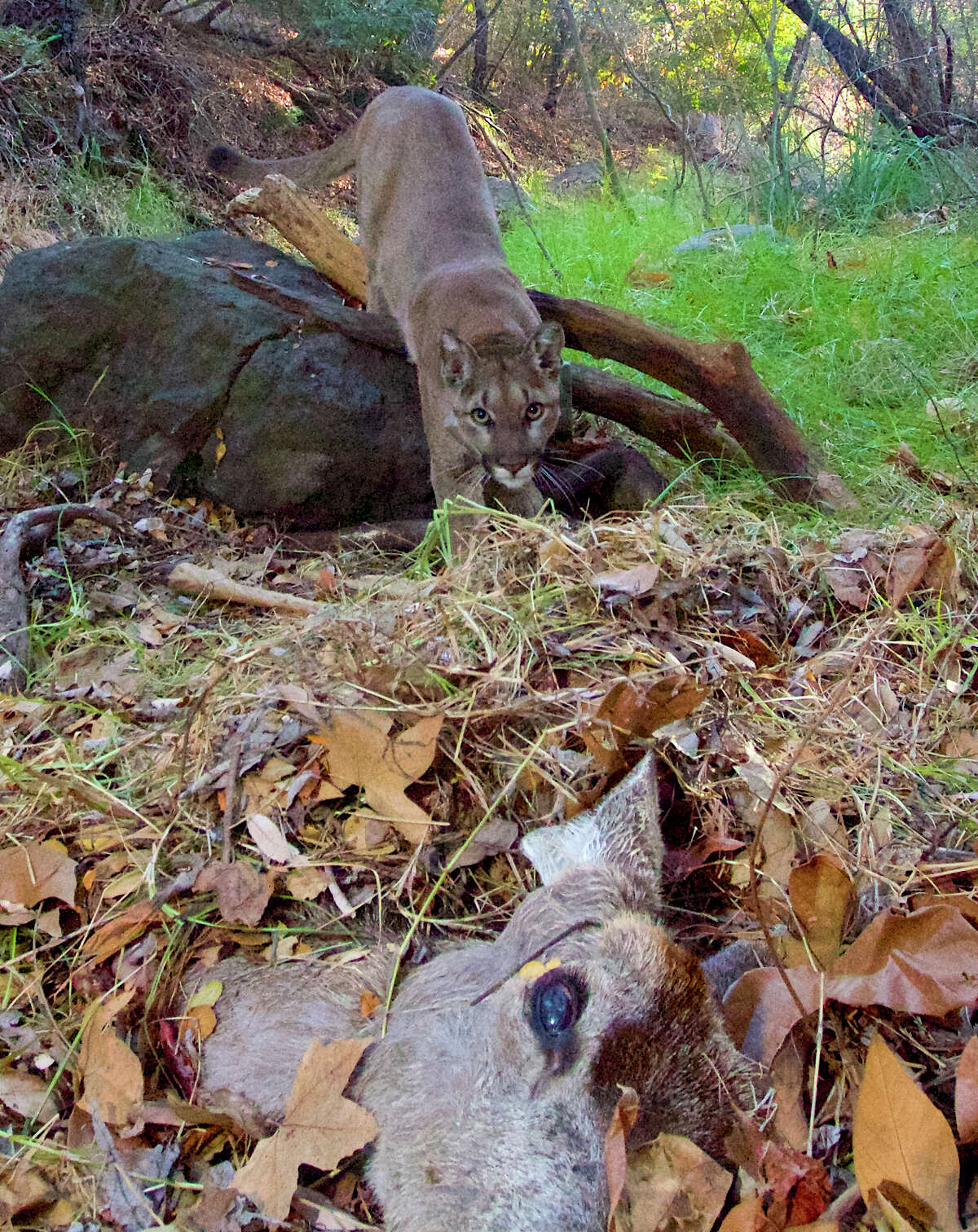 This Feb. 3, 2014 remote camera photo provided by the National Park Service shows mountain lion P-23 approaching a kill in the Santa Monica Mountains. Officials in Hays County advised park visitors carry pepper spray after several deer were killed.