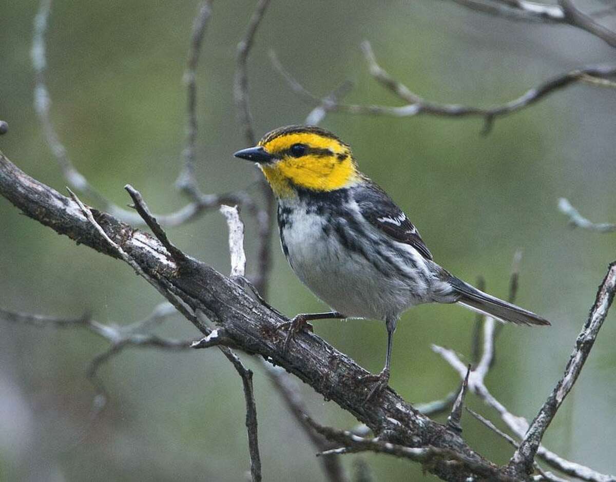 Event: Texas Songbird Festival in Lago Vista For Travel Section/April festivals Pictured: Golden-cheeked warbler Cutline: The Texas Songbird Festival will offer tours into the Balcones Canyonlands National Wildlife Refuge and opportunities to view the endangered golden-cheeked warbler and black-capped vireo in their natural habitat. Photo credit: Courtesy of John Ingram. HOUCHRON CAPTION (03/27/2005) SECTRAVEL COLOR: The endangered golden-cheeked warbler.
