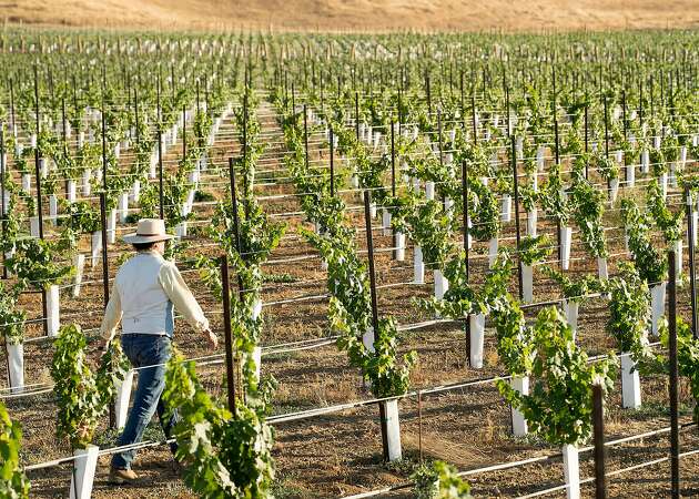 Napa is running out of land