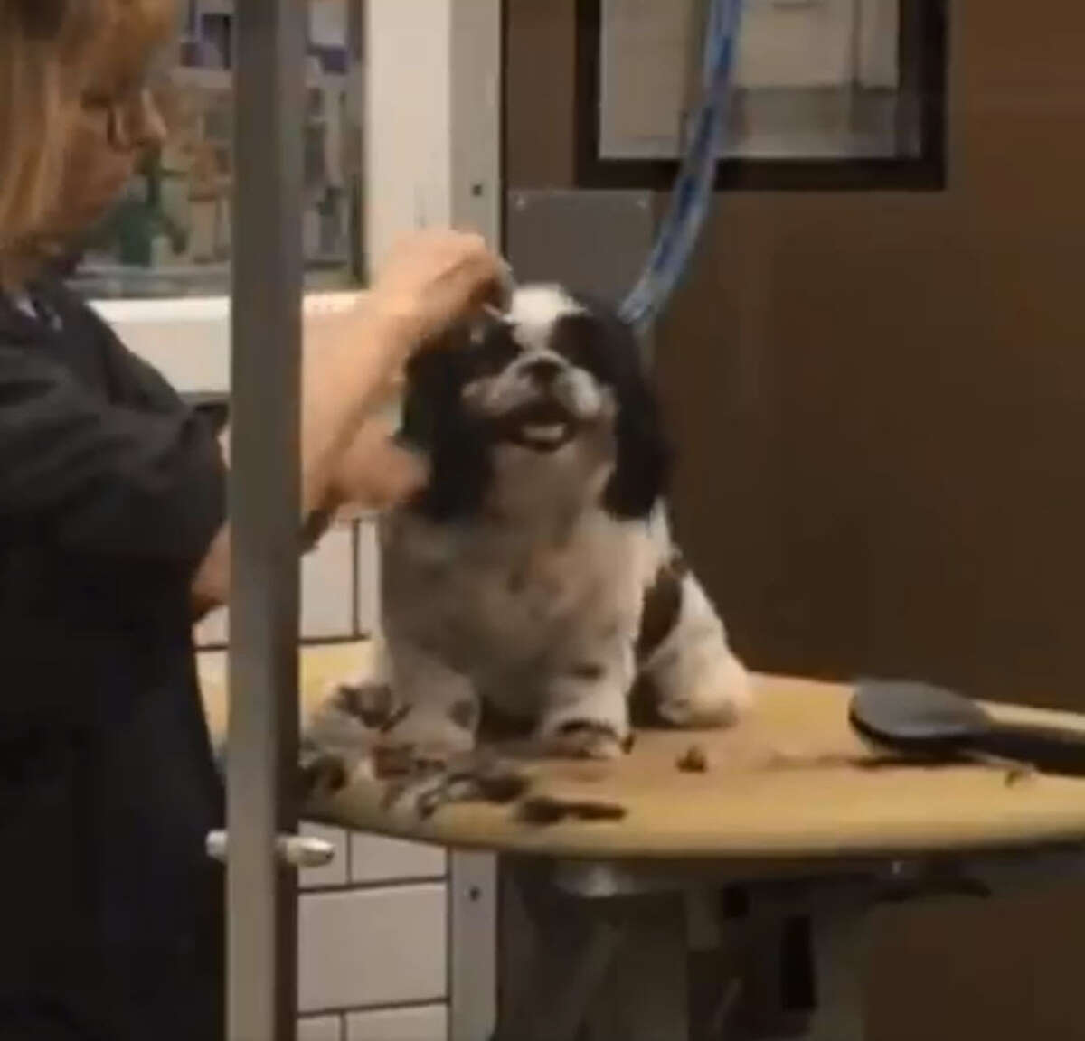 A PetSmart groomer in Katy has been fired after she was captured on video Thursday violently tending to a small dog.