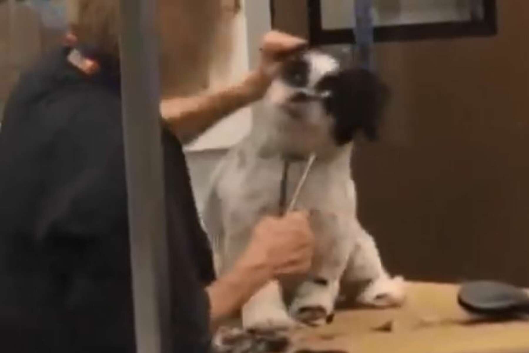 Can You Watch Your Dog Get Groomed At Petsmart